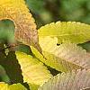 Zelkova serrata, fall color