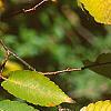 Zelkova serrata, fall color