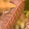 Zelkova serrata, fall color