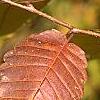 Zelkova serrata, fall color