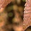 Zelkova serrata, fall color