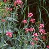 Centranthus ruber 'Coccineus', habit