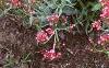 Centranthus ruber 'Coccineus', habit