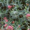 Centranthus ruber 'Coccineus', habit
