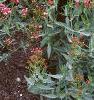 Centranthus ruber 'Coccineus', habit