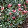 Centranthus ruber 'Coccineus', habit