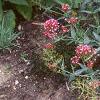 Centranthus ruber 'Coccineus', habit