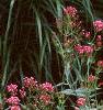 Centranthus ruber 'Coccineus', habit