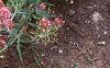 Centranthus ruber 'Coccineus', habit