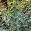 Centranthus ruber 'Coccineus', habit
