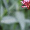 Centranthus ruber 'Coccineus', flowers