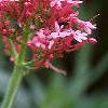 Centranthus ruber 'Coccineus', flowers