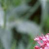 Centranthus ruber 'Coccineus', flowers