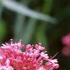 Centranthus ruber 'Coccineus', flowers