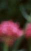 Centranthus ruber 'Coccineus', flowers