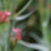 Centranthus ruber 'Coccineus', flowers