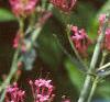 Centranthus ruber 'Coccineus', flowers