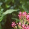 Centranthus ruber 'Coccineus', flowers