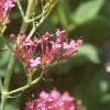 Centranthus ruber 'Coccineus', flowers