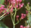 Centranthus ruber 'Coccineus', flowers