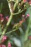 Centranthus ruber 'Coccineus', flowers