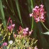 Centranthus ruber 'Coccineus', flowers