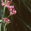Centranthus ruber 'Coccineus', flowers