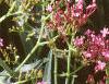 Centranthus ruber 'Coccineus', flowers