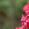 Centranthus ruber 'Coccineus', flowers
