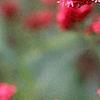 Centranthus ruber 'Coccineus', flowers