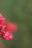 Centranthus ruber 'Coccineus', flowers
