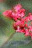 Centranthus ruber 'Coccineus', flowers