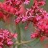 Centranthus ruber 'Coccineus', flowers