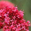 Centranthus ruber 'Coccineus', flowers