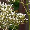 Valeriana officinalis, flowers