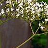 Valeriana officinalis, flowers