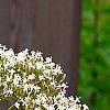 Valeriana officinalis, flowers
