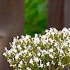 Valeriana officinalis, flowers