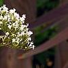 Valeriana officinalis, flowers