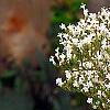 Valeriana officinalis, flowers