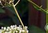 Valeriana officinalis, flowers