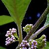 Callicarpa americana, flowers