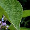 Callicarpa americana, flowers