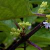 Callicarpa americana, flowers