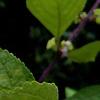 Callicarpa americana, flowers