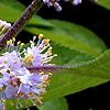 Callicarpa americana, flowers