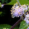 Callicarpa americana, flowers