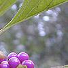 Callicarpa americana, fruit