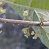 Callicarpa americana, fruit