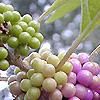 Callicarpa americana, fruit